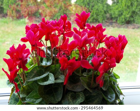 Indoor flower with lot of bright red blossoms on window sill.