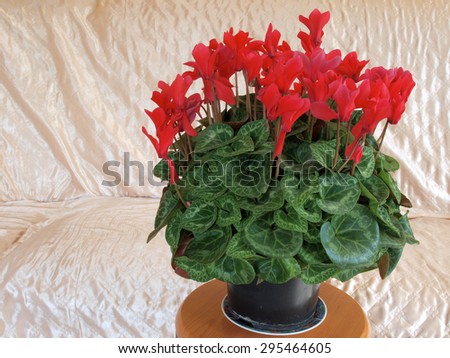 Indoor flower with lot of red blossoms in pot on bright fabric background.