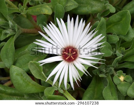 Single flower looking as white star with brown stamens outdoor in flower bed close up.