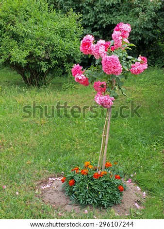 Pink color flowering grafted rose with long stem as tree.