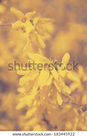 Forsythia, the first sign of spring