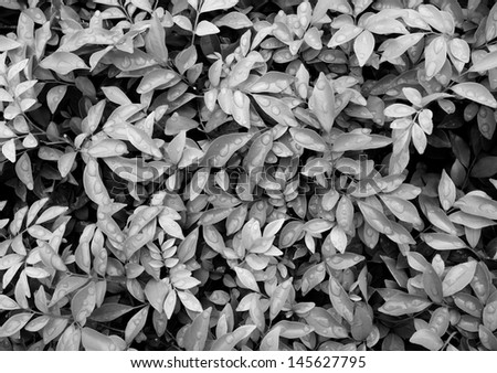 Black and white leaves texture background