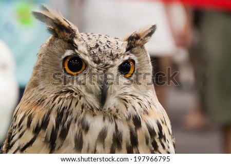 Eagle owl face