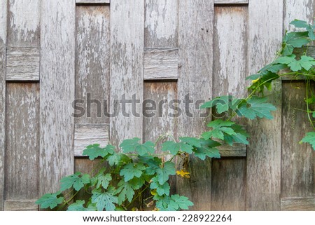 Old and grunge wooden wall with green vine