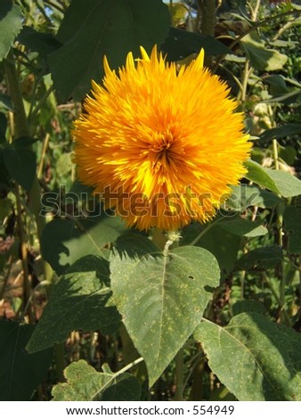 a variety of sunflower with a lot of petal just like a furry toy