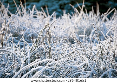Frozen grass in winter in the mountains