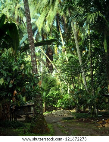 jungle path
