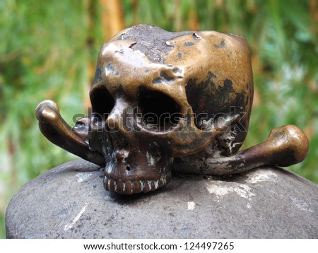 human skull in nature