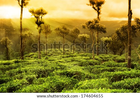 tea plantation sunset landscape tea plantation sunset landscape