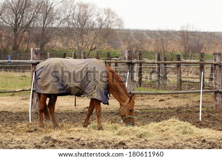 horse feeding