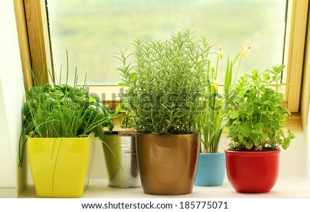 herbs growing on window