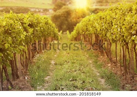 sunset in vineyards