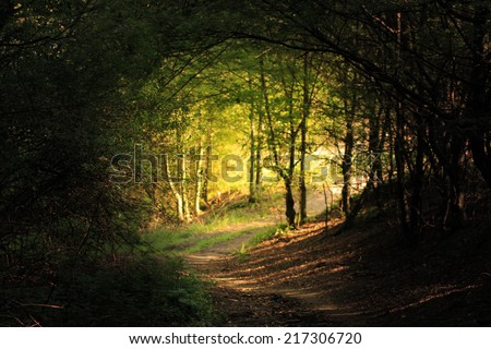 natural forest tunnel road