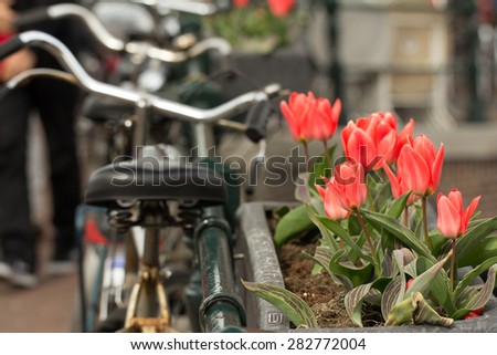 amsterdam tulips and bike