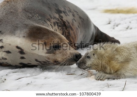 Close shot of a female Grey Seal in the snow, sniffing the face of her newly born pup. Taken at Donna Nook nature reserve, North Somercotes, Lincolnshire UK