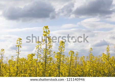 A rapeseed field in bloom in the Czech Republic countryside. The crop is used to make rapeseed oil, known as canola oil in North America, and in the production of biodiesel.