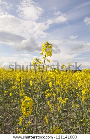 A rapeseed field in bloom in the Czech Republic countryside. The crop is used to make rapeseed oil, known as canola oil in North America, and in the production of biodiesel.