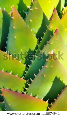 Close up of cactus leaves