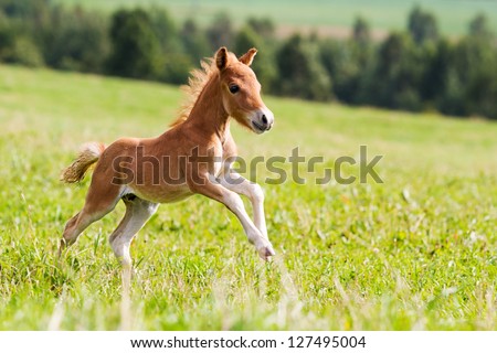 mini horse Falabella - stock photo mini horse Falabella - stock photo