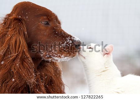Red irish setter dog and white cat in snow