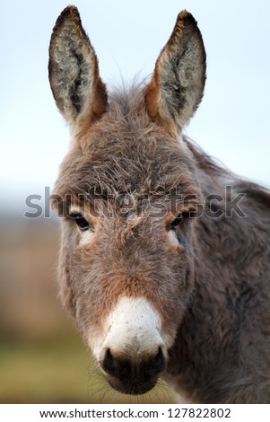 Gray donkey head portrait
