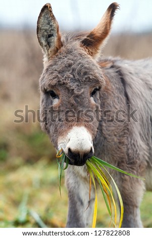 Small Gray donkey eat grass
