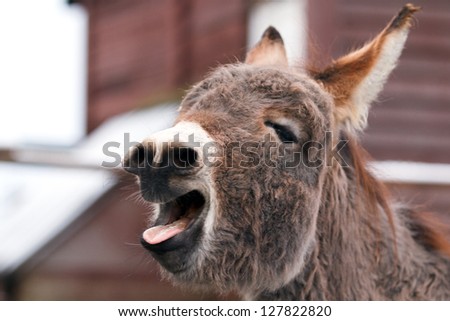 Grey donkey head