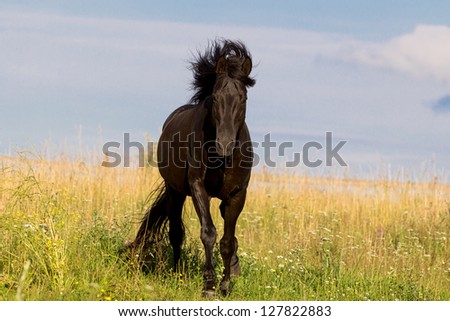 Trakehner black stallion walk in field