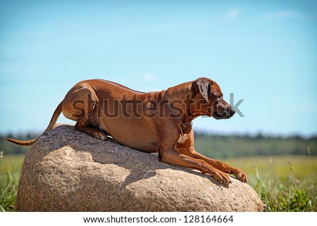 Rhodesian Ridgeback dog lie down on a rock
