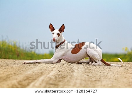 Ibizan Hound dog lie down on a road in field