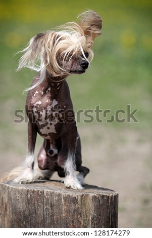 Chinese crested dog sit on stamp in field