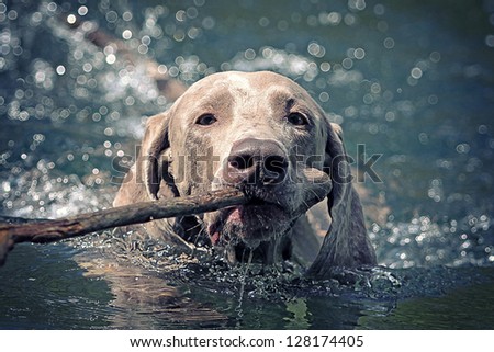 Weimaraner dog swim on blue water lake with cane
