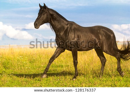 Trakehner black stallion walk in field