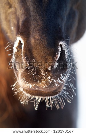 Black horse nose
