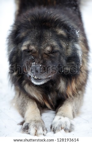 Caucasian Shepherd dog grimace