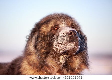 Caucasian Shepherd dog
