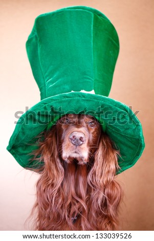 Red irish setter dog in green hat