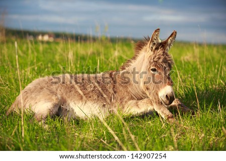 Donkey lying in the grass