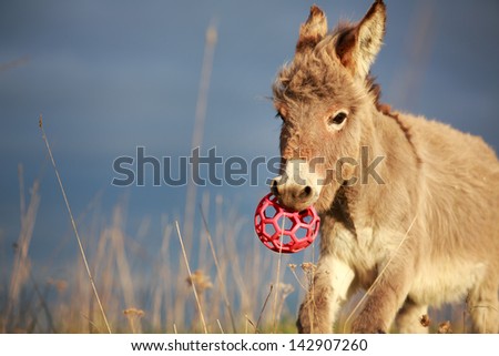 Donkey play with toy