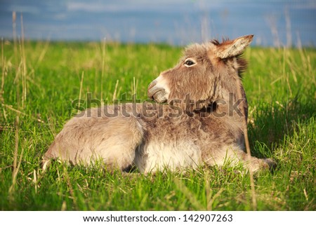 Donkey lying in the grass