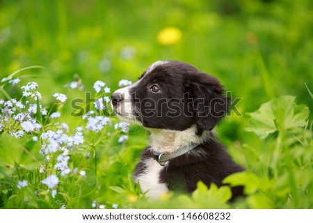Border Collies black puppy