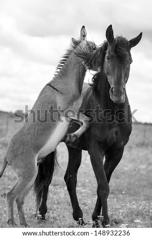 black horse and gray donkey play