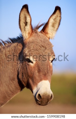Grey donkey head portrait