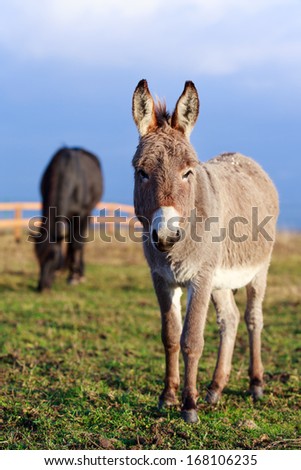 Grey Donkey And Black Horse