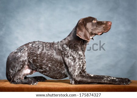 German shorthaired pointer dog