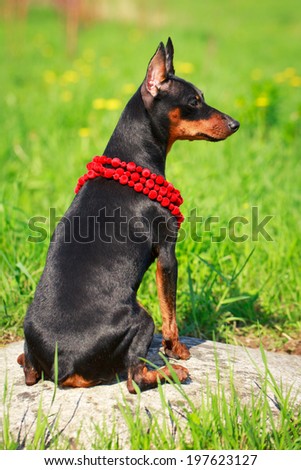Miniature Pinscher dog