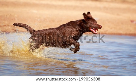 chocolate labrador retriever dog