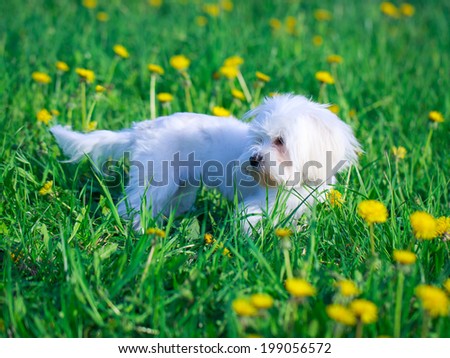 White Maltese dog