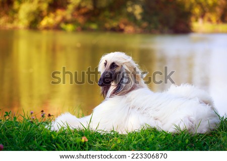 Afghan Hound dog