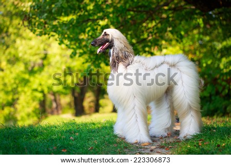 Afghan Hound dog